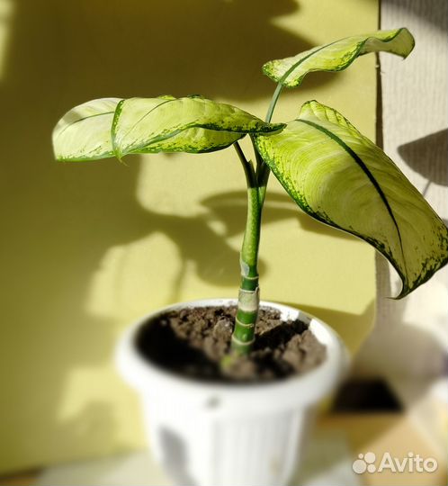 Дифенбахия