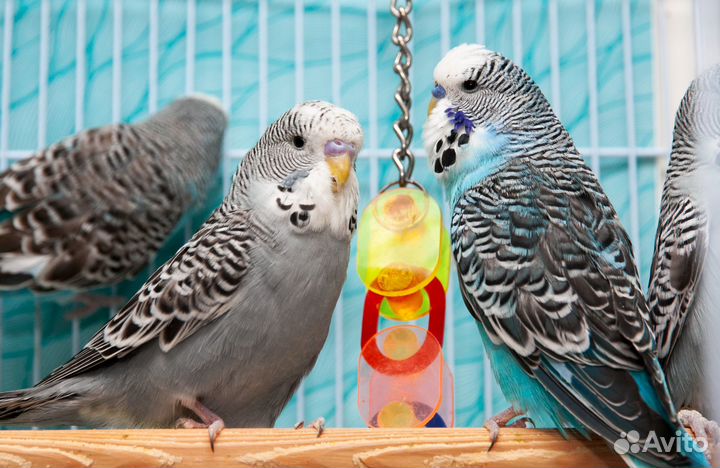 Выставочный волнистый попугай