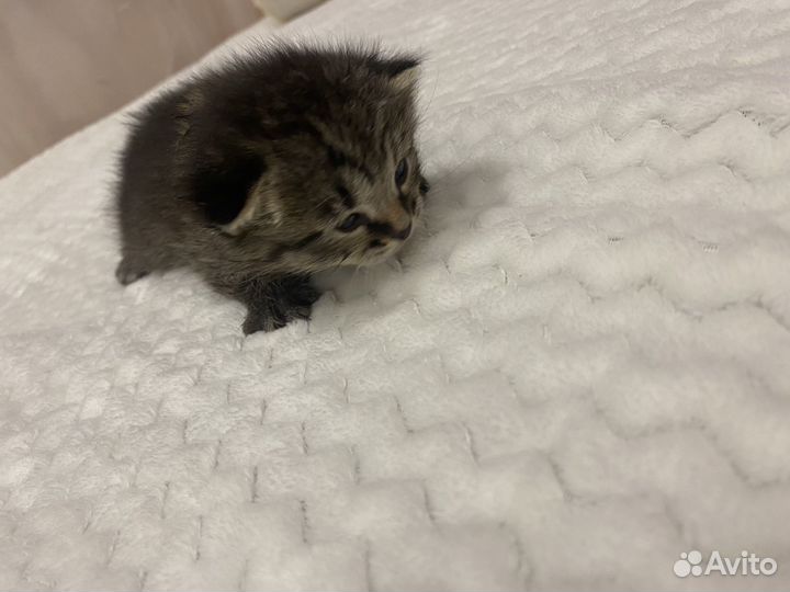 Шатланские котята