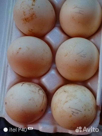 Яйцо утиное,гусиное