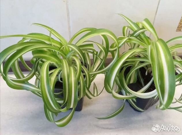 Хлорофитум Бонни кудрявый