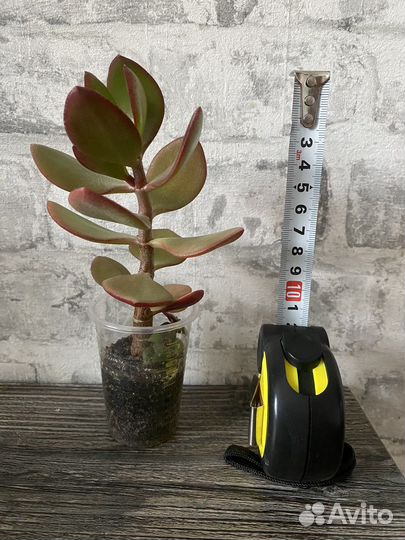 Толстянка Денежное дерево