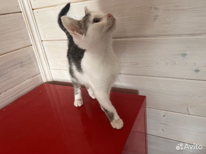 Котенок девочка в дар бесплатно в добрые руки