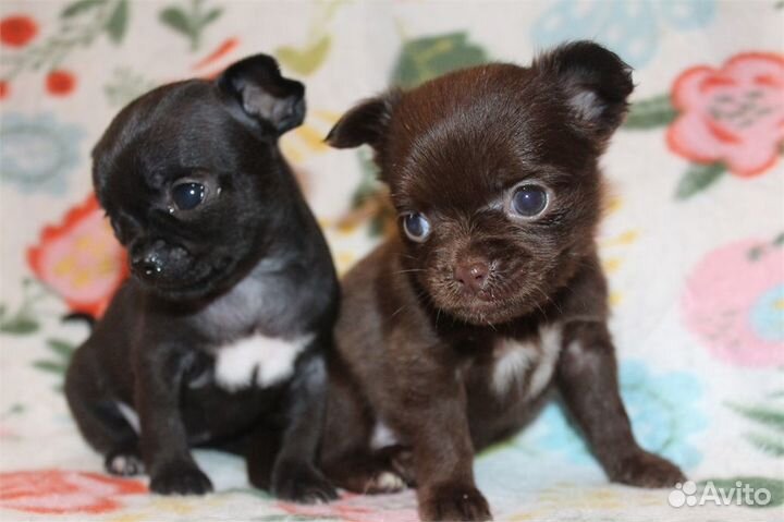 Чишки-веселые малышки