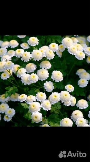 Многолетние растения-2. Создаем изысканный сад