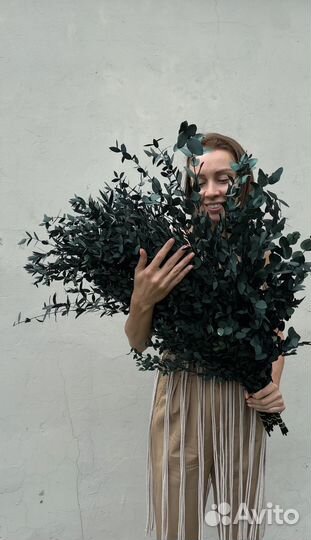 Сухоцветы Эвкалипт стабилизированный