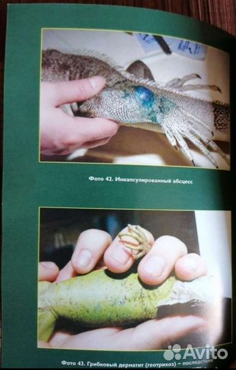 Ящерицы, зелёные игуаны, Васильев. Черепахи 2000г