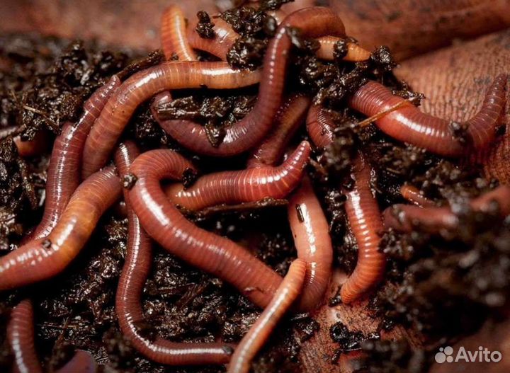 Черви для рыбалки