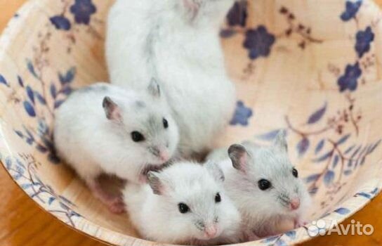 Малышей на подарочки-джунгарики, сирийские