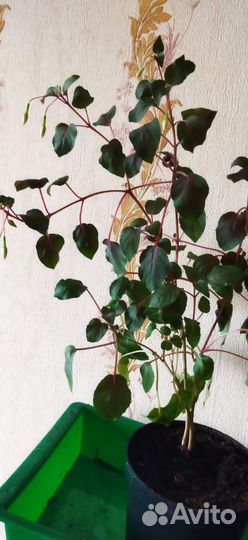 Фуксия Waternymph