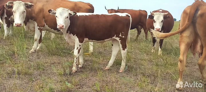 Бычки, телочки