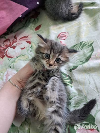 Шотландские котята