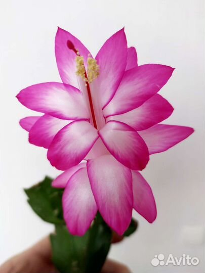 Декабрист шлюмб.,ропсалидопсис,доставка бесплатно