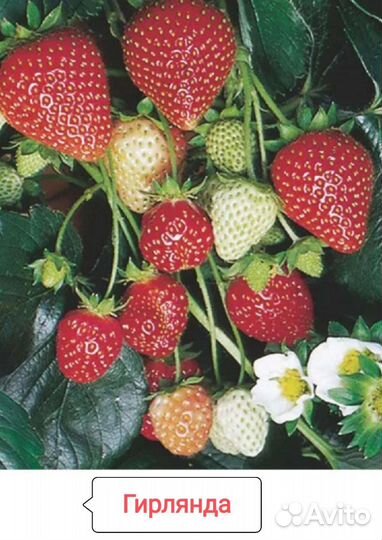 Клубника,Малина