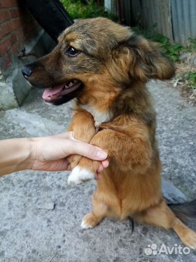 Собака (девочка) в добрые руки отдам бесплатно