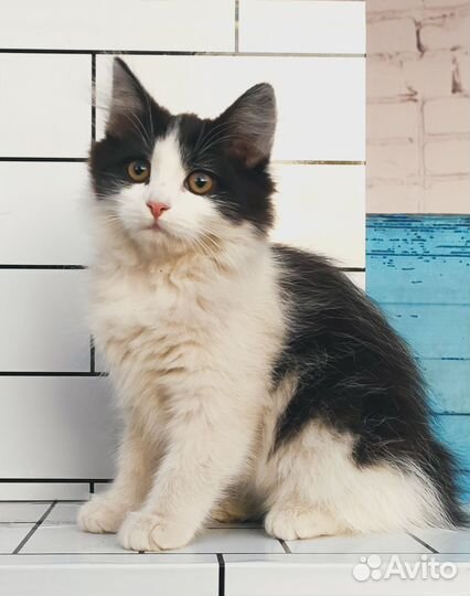 Маленькая кошечка