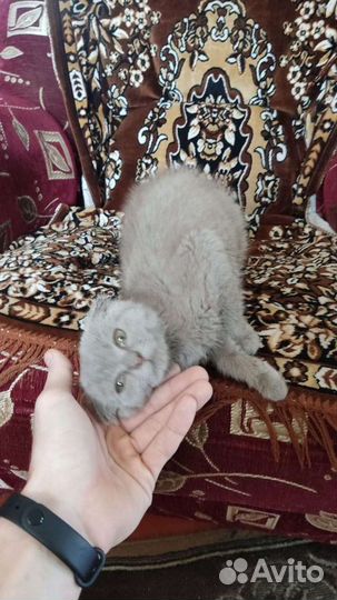 Трехцветка и рыжие мальчишки