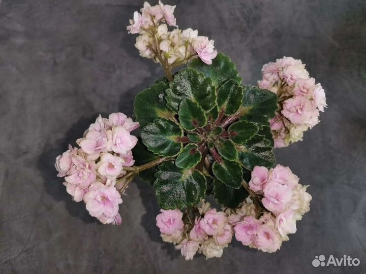 Мини фиалочка petite blarney