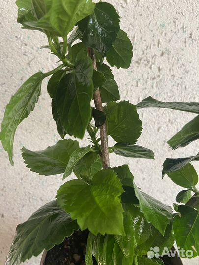 Гибискус китайская роза