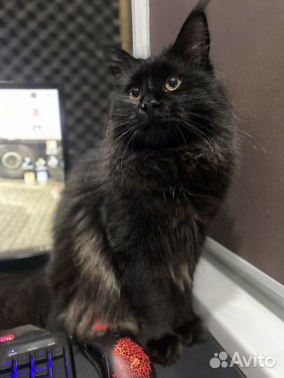 Котик ищет кошечку
