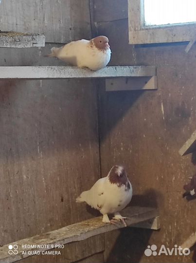 Продажа голубей