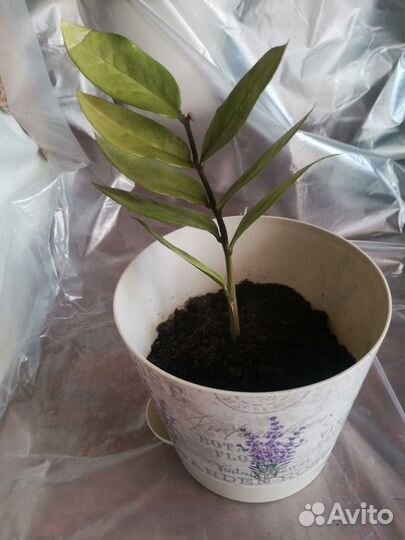 Амарилис, Орхидея. Замиокулькас