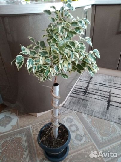 Фикус бенджамина плетеный