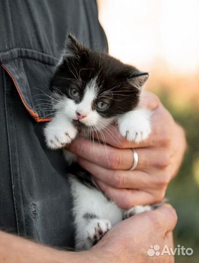 Котёнок бесплатно