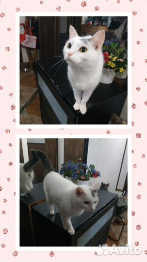 В добрые руки