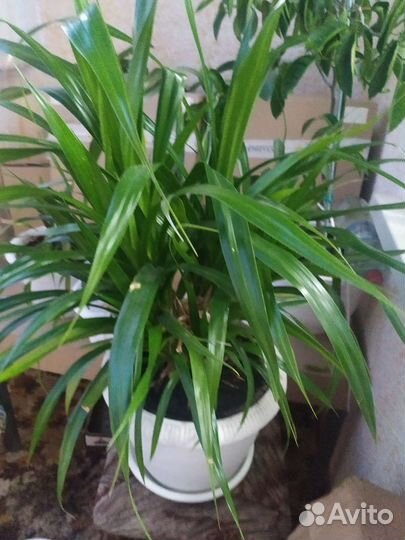 Пальма панданус