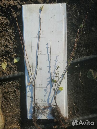 Кизильник двулетний опт