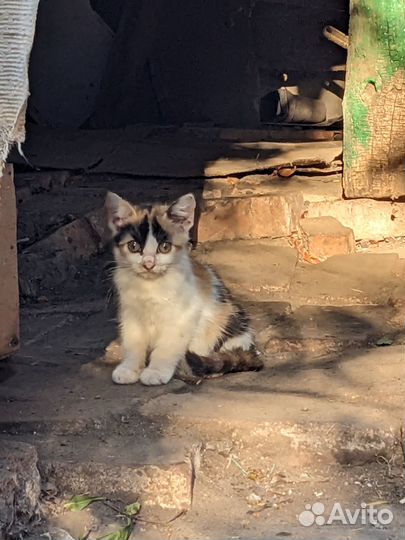 Котенок бесплатно