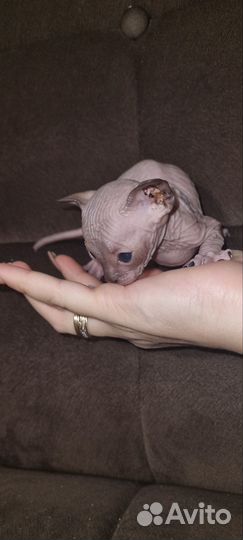 Канадский сфинкс