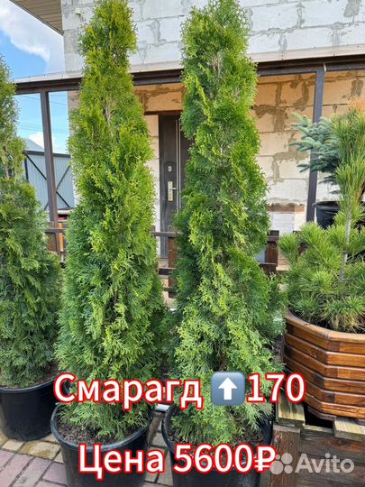 Туя смарагд