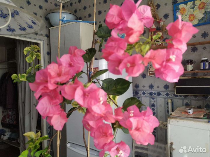 Бугенвиллия Сан Диего Ред Варьегате