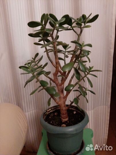 Толстянка - семейное дерево