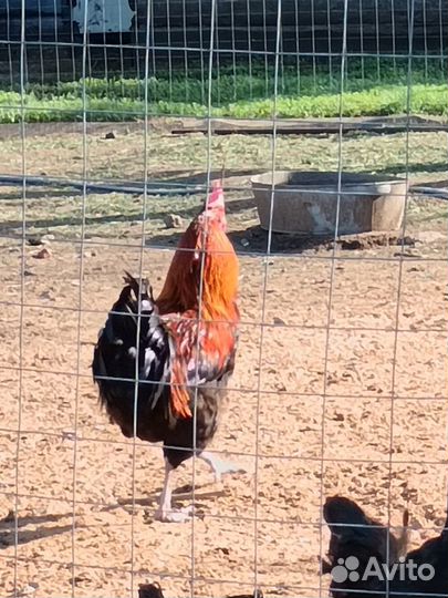 Петух, породы Маран