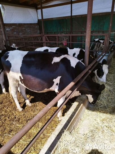 Коровы и телки стельные