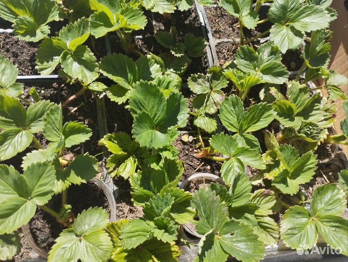 Рассада клубники многообразие сортов