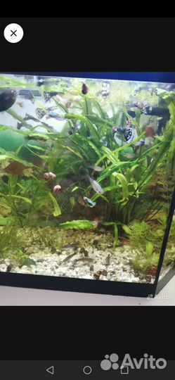 Роголистник и криптокорина