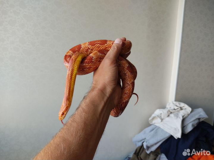 Маисовый полоз