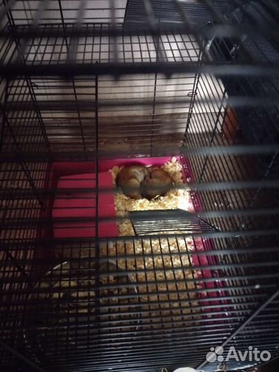Клетка для грызунов