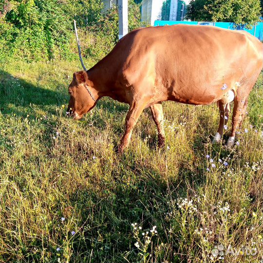 Корова дойная