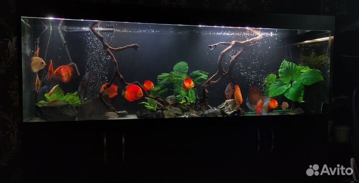 Аквариумный комплекс 590л