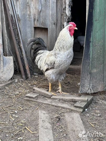 Молодые петушки