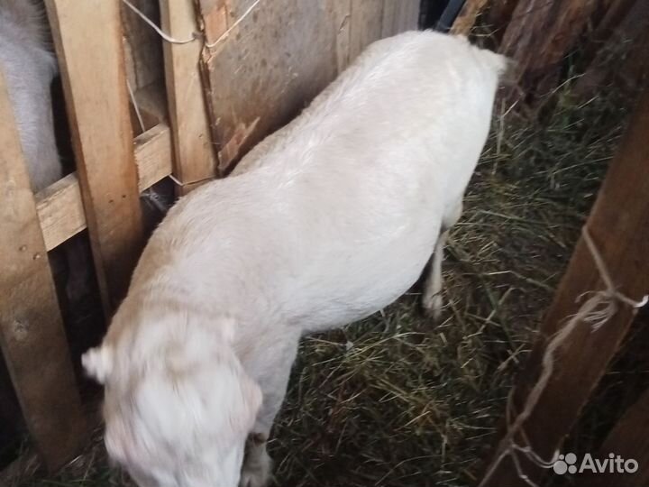 2 козы и козёл порода ламанча