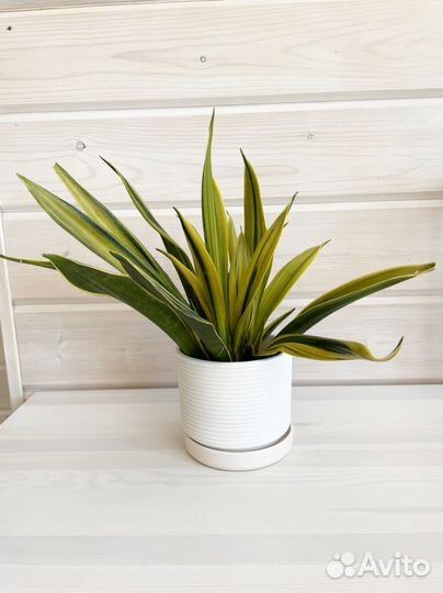 Сансевиерия Голден флейм