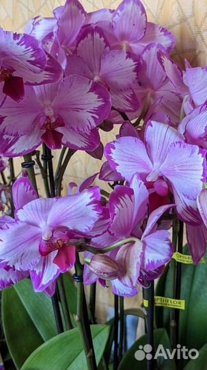 Сортовые орхидеи фаленопсис