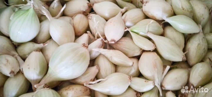 Лук семейный на посадку озимый 2 сорта