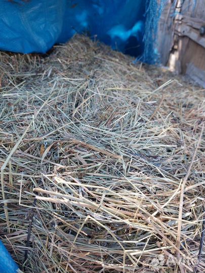 Продам сено в тюках